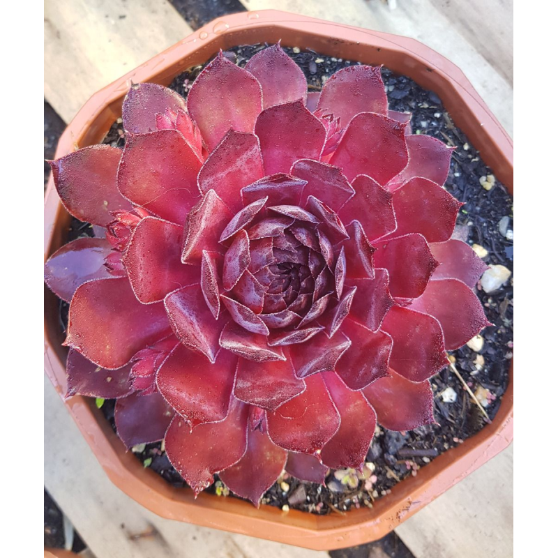 Sempervivum CHICK CHARMSÂ® GIANTS 'Copper Canyon'Â®