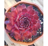 Sempervivum CHICK CHARMSÂ® GIANTS 'Copper Canyon'Â®