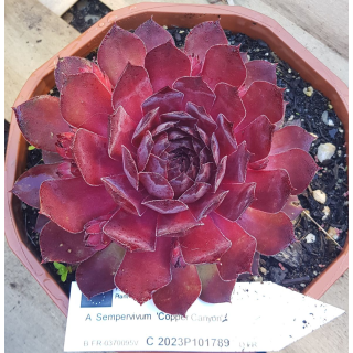 Sempervivum CHICK CHARMSÂ® GIANTS 'Copper Canyon'Â®