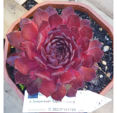 Sempervivum CHICK CHARMSÂ® GIANTS 'Copper Canyon'Â®