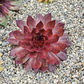 Sempervivum CHICK CHARMSÂ® GIANTS 'Copper Canyon'Â®