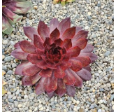 Sempervivum CHICK CHARMSÂ® GIANTS 'Copper Canyon'Â®