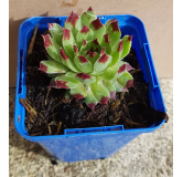 Sempervivum Chick CharmsÂ® 'Mint Marvel' / Joubarbe verte menthe Ã  bords rouges