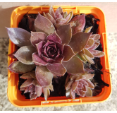 Sempervivum chick charms Â® 'Chocolate kiss' / Joubarbe Ã  rosette couleur chocolat