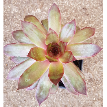 Sempervivum CHICK CHARMSÂ® GIANTS 'Copper Canyon'Â®