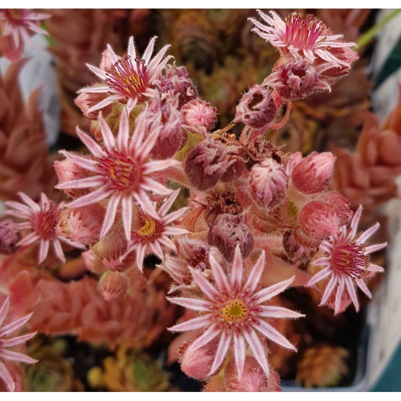 Sempervivum chick charms Â® 'Cosmic candy' / Joubarbe Ã  rosette rouge foncÃ© cÅ“ur duveteux