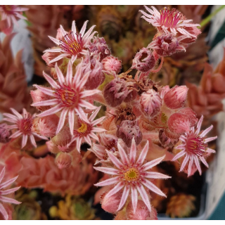 Sempervivum chick charms Â® 'Cosmic candy' / Joubarbe Ã  rosette rouge foncÃ© cÅ“ur duveteux