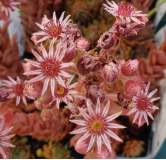 Sempervivum chick charms Â® 'Cosmic candy' / Joubarbe Ã  rosette rouge foncÃ© cÅ“ur duveteux