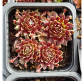 Sempervivum chick charms Â® 'Cosmic candy' / Joubarbe Ã  rosette rouge foncÃ© cÅ“ur duveteux