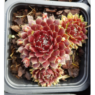 Sempervivum chick charms Â® 'Cosmic candy' / Joubarbe Ã  rosette rouge foncÃ© cÅ“ur duveteux