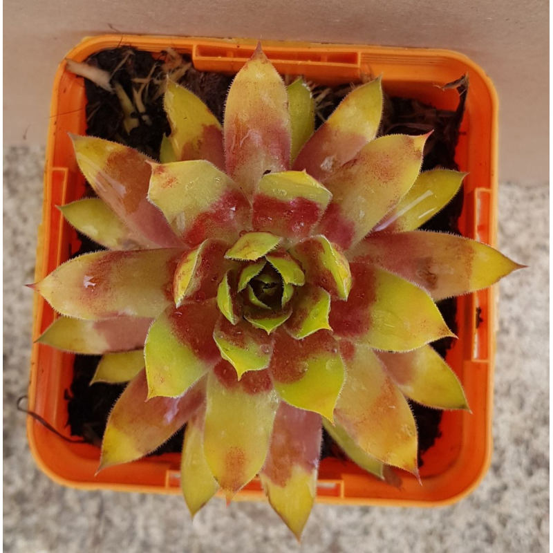 Sempervivum CHICK CHARMSÂ® 'Gold Rush' / Joubarbe jaune orangÃ©