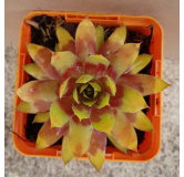 Sempervivum CHICK CHARMSÂ® 'Gold Rush' / Joubarbe jaune orangÃ©