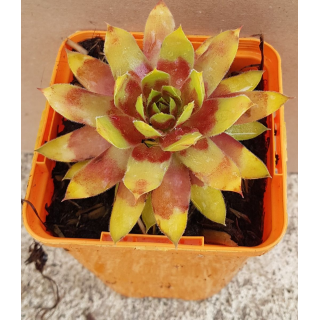 Sempervivum CHICK CHARMSÂ® 'Gold Rush' / Joubarbe jaune orangÃ©