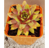 Sempervivum CHICK CHARMSÂ® 'Gold Rush' / Joubarbe jaune orangÃ©