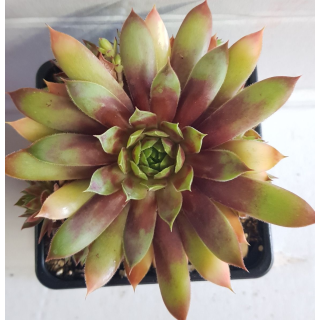 Sempervivum CHICK CHARMSÂ® 'Gold Rush' / Joubarbe jaune orangÃ©