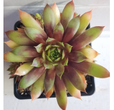 Sempervivum CHICK CHARMSÂ® 'Gold Rush' / Joubarbe jaune orangÃ©