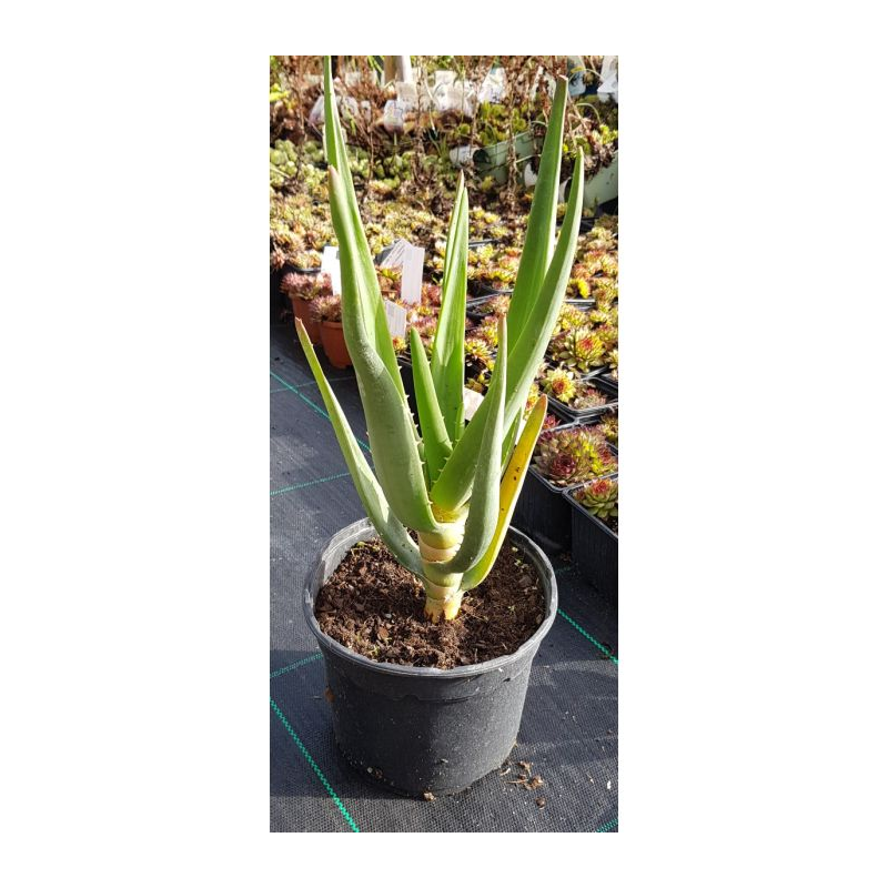 Aloe barberae x dichotoma 'Hercules' / Aloès arborescente / Conteneur de 2 à 2.9 litres