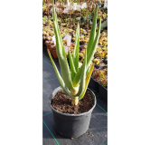 Aloe barberae x dichotoma 'Hercules' / Aloès arborescente / Conteneur de 2 à 2.9 litres