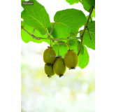 Actinidia deliciosa Jenny 2 ltr