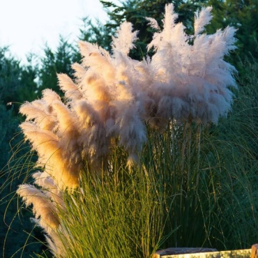 Cortaderia selloana Pumila - hauteur totale 40-50 cm - pot 2 ltr