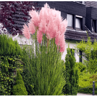 Cortaderia selloana Rosea - hauteur totale 30-50 cm - pot 2 ltr