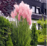 Cortaderia selloana Rosea - hauteur totale 30-50 cm - pot 2 ltr