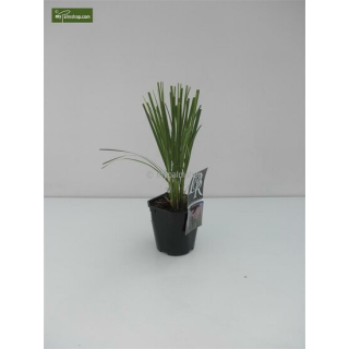 Cortaderia selloana Rosea - hauteur totale 30-50 cm - pot 2 ltr