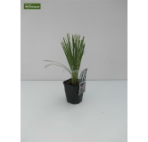 Cortaderia selloana Rosea - hauteur totale 30-50 cm - pot 2 ltr