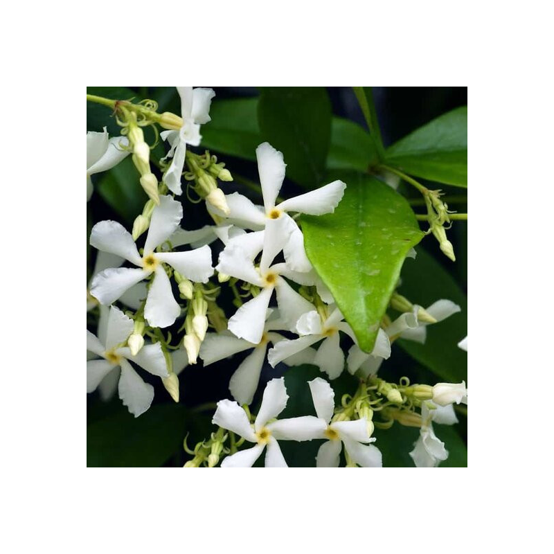 Trachelospermum jasminoides - pot 3 ltr